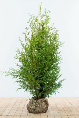 Best Hedging Plants For Ground Cover