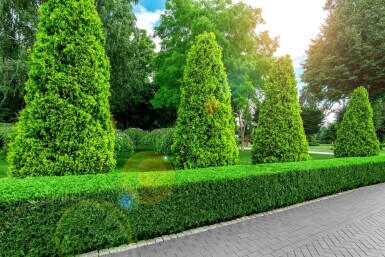 White cedar Thuja occidentalis 'Brabant' hedge 100-120 root ball