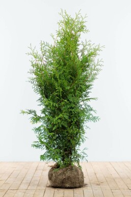 White cedar Thuja occidentalis 'Brabant' hedge 120-140 root ball Thuja occidentalis 'Brabant' 120-140 cm
