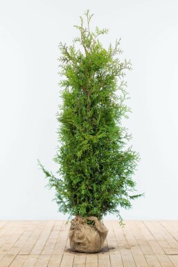 White cedar Thuja occidentalis 'Brabant' hedge 140-160 root ball