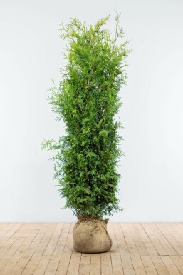 White cedar Thuja occidentalis 'Brabant' hedge 160-180 root ball