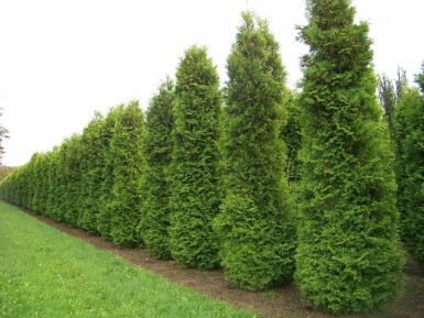 White cedar Thuja occidentalis 'Brabant' hedge 160-180 root ball