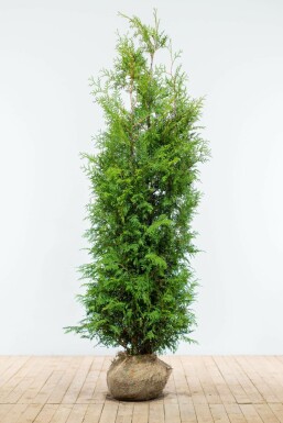 White cedar Thuja occidentalis 'Brabant' hedge 180-200 root ball Thuja occidentalis 'Brabant' 180-200 cm