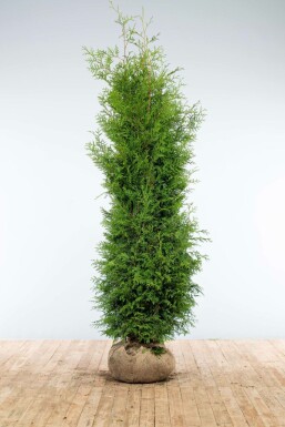 White cedar Thuja occidentalis 'Brabant' hedge 200-225 root ball Thuja occidentalis 'Brabant' 200-225 cm