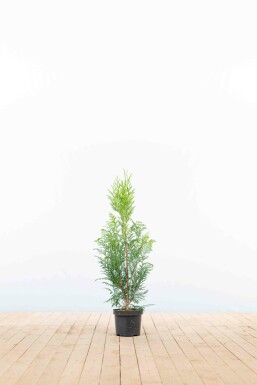 White cedar Thuja occidentalis 'Excelsa' hedge 60-80 root ball Thuja occidentalis 'Excelsa' 60-80 cm