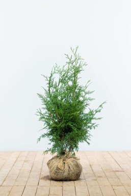 White cedar Thuja occidentalis 'Excelsa' hedge 60-80 root ball