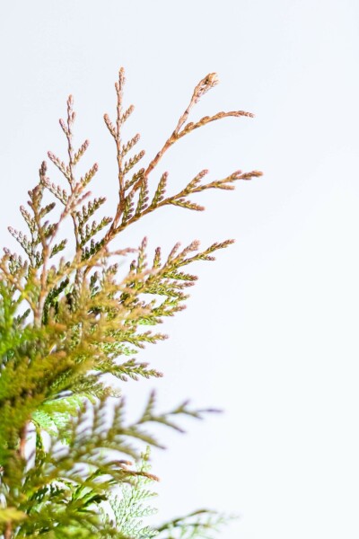 White cedar Thuja occidentalis 'Excelsa' hedge 60-80 root ball Thuja occidentalis 'Excelsa' 60-80 cm