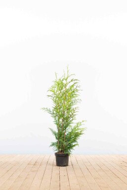 White cedar Thuja occidentalis 'Excelsa' hedge 80-100 root ball Thuja occidentalis 'Excelsa' 80-100 cm