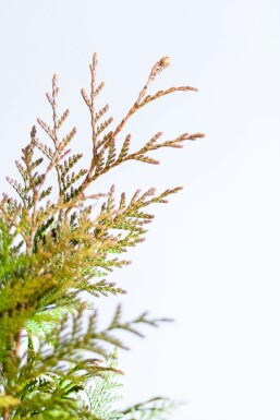 White cedar Thuja occidentalis 'Excelsa' hedge 80-100 root ball
