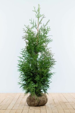 White cedar Thuja occidentalis 'Excelsa' hedge 100-125 root ball