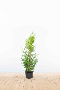 Thuja plicata 'Excelsa' 100-125 cm