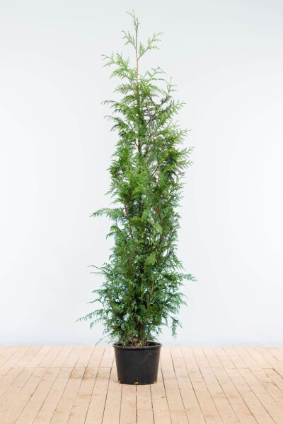 Thuja plicata 'Excelsa' 125-150 cm