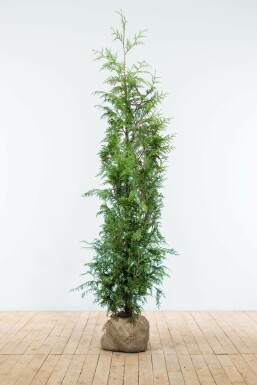 White cedar Thuja occidentalis 'Excelsa' hedge 125-150 root ball