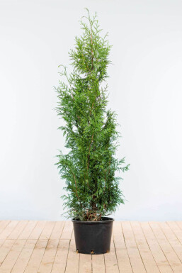 White cedar Thuja occidentalis 'Excelsa' hedge 150-175 root ball Thuja occidentalis 'Excelsa' 150-175 cm