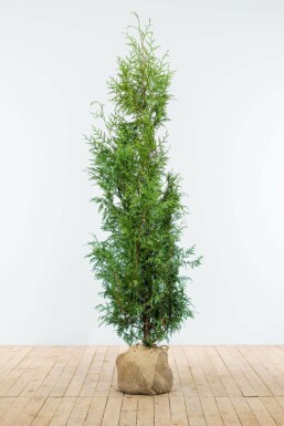 White cedar Thuja occidentalis 'Excelsa' hedge 150-175 root ball