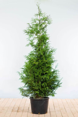 Thuja plicata 'Excelsa' 175-200 cm