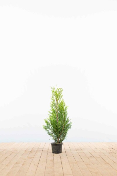 Thuja plicata 'Martin' 60-80 cm