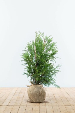 White cedar Thuja occidentalis 'Martin' hedge 60-80 root ball