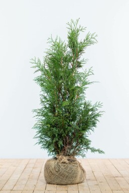 White cedar Thuja occidentalis 'Martin' hedge 80-100 root ball