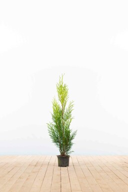Thuja plicata 'Martin' 80-100 cm