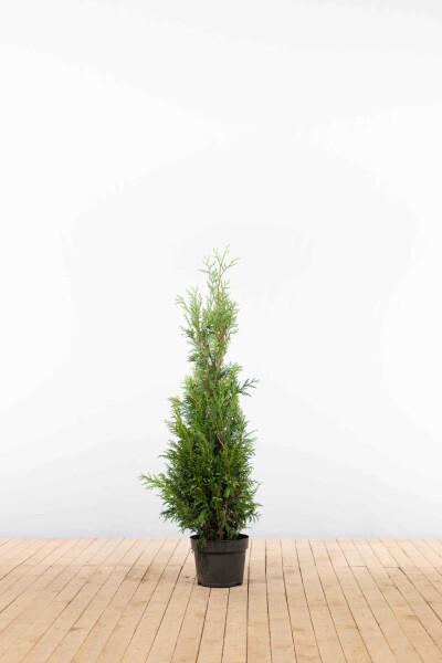 Thuja occidentalis 'Martin' 100-125 cm