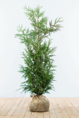 White cedar Thuja occidentalis 'Martin' hedge 100-125 root ball