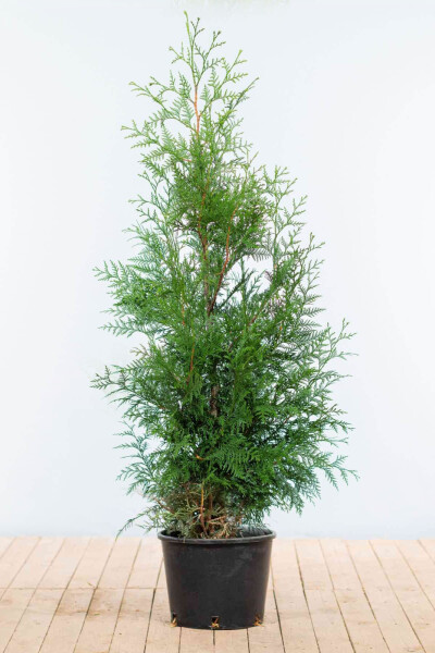 Thuja plicata 'Martin' 125-150 cm