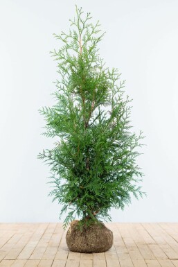 White cedar Thuja occidentalis 'Martin' hedge 125-150 root ball