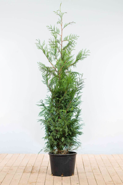 Thuja plicata 'Martin' 150-175 cm