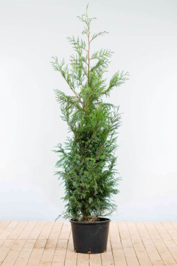 Thuja plicata 'Martin' 150-175 cm