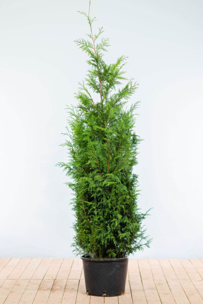 Thuja plicata 'Martin' 175-200 cm