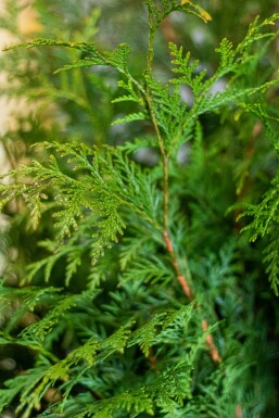 Thuja plicata 'Martin' 175-200 cm
