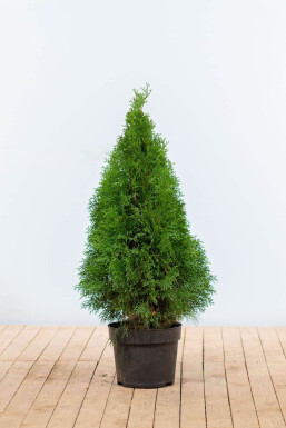 White cedar Thuja occidentalis 'Smaragd' hedge 60-80 root ball Thuja occidentalis 'Smaragd' 60-80 cm