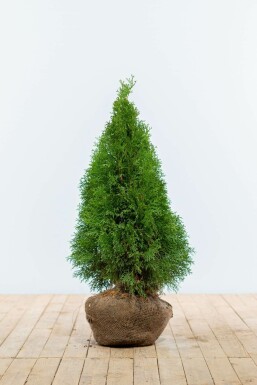 White cedar Thuja occidentalis 'Smaragd' hedge 60-80 root ball