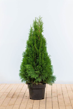 White cedar Thuja occidentalis 'Smaragd' hedge 80-100 root ball Thuja occidentalis 'Smaragd' 80-100 cm