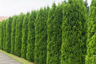 White cedar Thuja occidentalis 'Smaragd' hedge 80-100 root ball