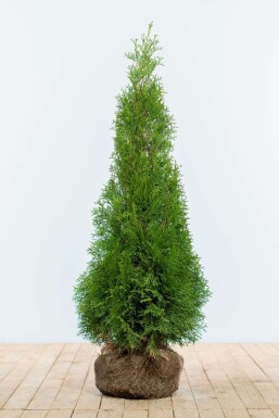 White cedar Thuja occidentalis 'Smaragd' hedge 100-120 root ball Thuja occidentalis 'Smaragd' 100-120 cm
