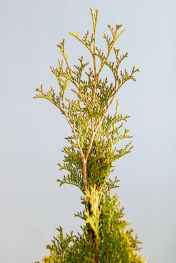 White cedar Thuja occidentalis 'Smaragd' hedge 100-120 root ball