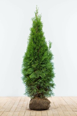White cedar Thuja occidentalis 'Smaragd' hedge 120-140 root ball