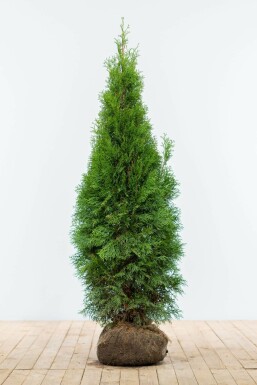 White cedar Thuja occidentalis 'Smaragd' hedge 120-140 root ball Thuja occidentalis 'Smaragd' 120-140 cm