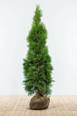 White cedar Thuja occidentalis 'Smaragd' hedge 140-160 root ball Thuja occidentalis 'Smaragd' 140-160 cm