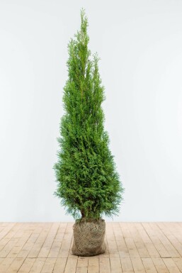 White cedar Thuja occidentalis 'Smaragd' hedge 160-180 root ball