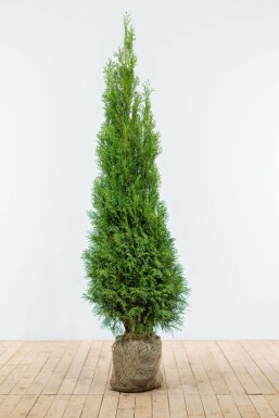 White cedar Thuja occidentalis 'Smaragd' hedge 160-180 root ball Thuja occidentalis 'Smaragd' 160-180 cm