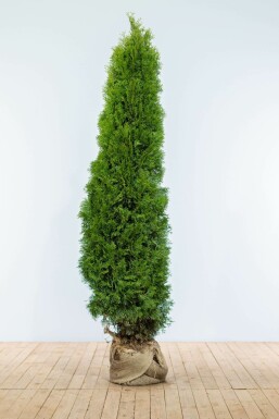 White cedar Thuja occidentalis 'Smaragd' hedge 180-200 root ball Thuja occidentalis 'Smaragd' 180-200 cm