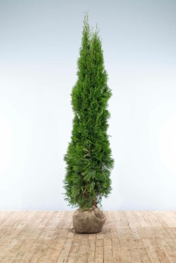 White cedar Thuja occidentalis 'Smaragd' hedge 200-225 root ball Thuja occidentalis 'Smaragd' 200-225 cm
