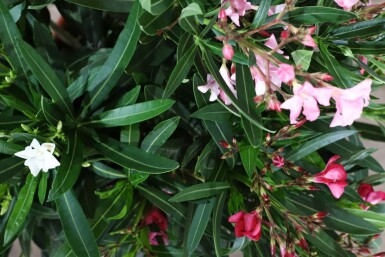 Oleander Nerium oleander pot Nerium oleander