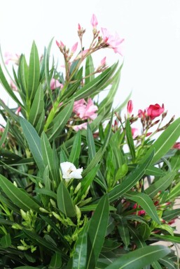 Oleander Nerium oleander pot Nerium oleander