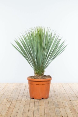 Yucca rostrata