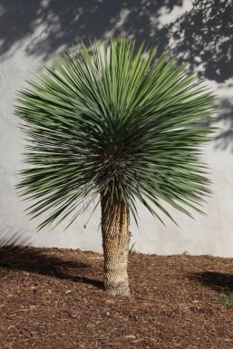 Beaked yucca Yucca rostrata on stem 50-60 125-150 pot