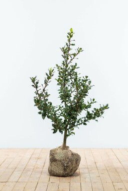 Common holly Ilex aquifolium hedge 60-80 root ball Ilex aquifolium 60-80 cm